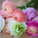 10 Bulbs Ranunculus Tecolote Pastel Collection Plant Flower For Garden Or Home