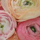 Tecolote Pastel Collection Plant Flower 20 Bulbs Ranunculus For Garden Or Home