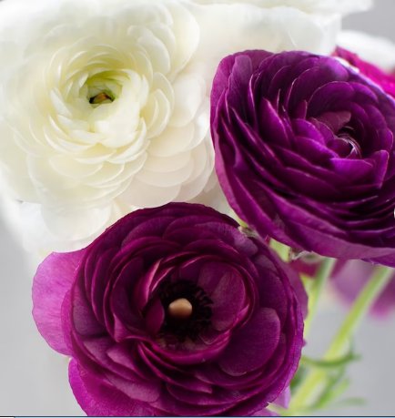 Plant Flower 20 Bulbs Ranunculus Tecolote Royalty For Garden Or Home
