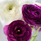 Plant Flower 20 Bulbs Ranunculus Tecolote Royalty For Garden Or Home