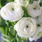 40 Bulbs Ranunculus Tecolote Royalty Plant Flower For Garden Or Home