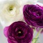 Tecolote Royalty Plant Flower 80 Bulbs Ranunculus For Garden Or Home