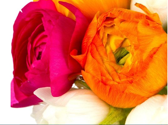 Plant Flower 30 Bulbs Ranunculus Tecolote Spring Fever For Garden Or Home