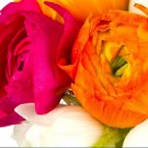 Plant Flower 30 Bulbs Ranunculus Tecolote Spring Fever For Garden Or Home