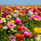 60 Bulbs Ranunculus Tecolote Spring Fever Plant Flower For Garden Or Home