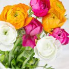 Tecolote Spring Fever Plant Flower 120 Bulbs Ranunculus For Garden Or Home