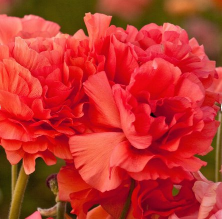 Plant Flower 10 Bulbs Ranunculus Tecolote Rose For Garden Or Home