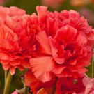 Plant Flower 10 Bulbs Ranunculus Tecolote Rose For Garden Or Home