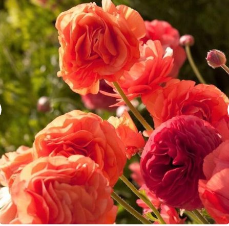 20 Bulbs Ranunculus Tecolote Rose Plant Flower For Garden Or Home