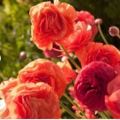 20 Bulbs Ranunculus Tecolote Rose Plant Flower For Garden Or Home