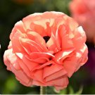 Tecolote Rose Plant Flower 40 Bulbs Ranunculus For Garden Or Home