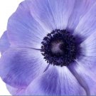 20 Bulbs Plant Flower Italian Anemone Mistral Plus Blu For Garden Or Home