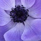 Anemone Mistral Plus Blu 40 Bulbs Plant Flower Italian For Garden Or Home