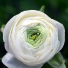 Ranunculus Tecolote 40 Bulbs Plant Flower White For Garden Or Home