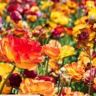 30 Bulbs Plant Flower Ranunculus Tecolote Picotee Mix For Garden Or Home
