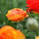 Ranunculus Tecolote Picotee Mix 60 Bulbs Plant FlowerFor Garden Or Home