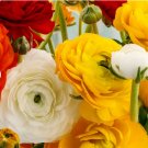 60 Bulbs Ranunculus Tecolote Fire & Ice Plant Flower For Garden Or Home