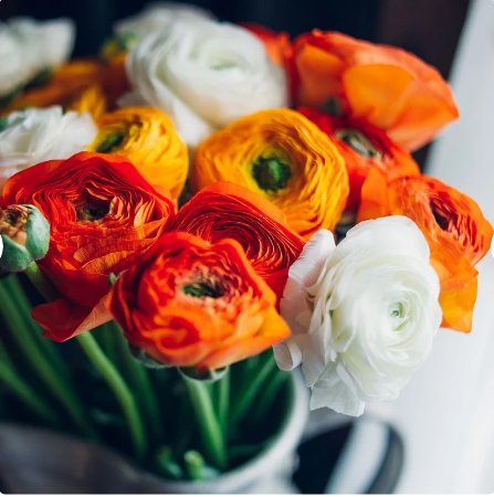 Ranunculus Tecolote Fire & Ice 30 Bulbs Plant Flower For Garden Or Home