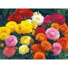 120 Bulbs Plant Flower For Garden Or Home Ranunculus Tecolote Fire & Ice