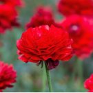 Ranunculus Tecolote Red 20 Bulbs Plant Flower For Garden Or Home