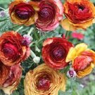 Ranunculus Tecolote Cafe 20 Bulbs Plant Flower For Garden Or Home