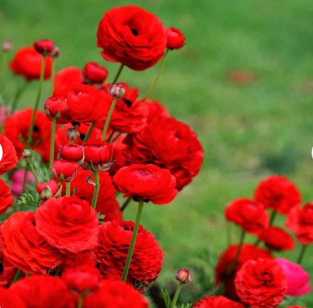 Ranunculus Tecolote Romance 40 Bulbs Plant Flower For Garden Or Home