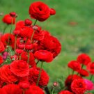 Ranunculus Tecolote Romance 40 Bulbs Plant Flower For Garden Or Home