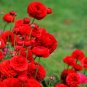 Ranunculus Tecolote Romance 40 Bulbs Plant Flower For Garden Or Home