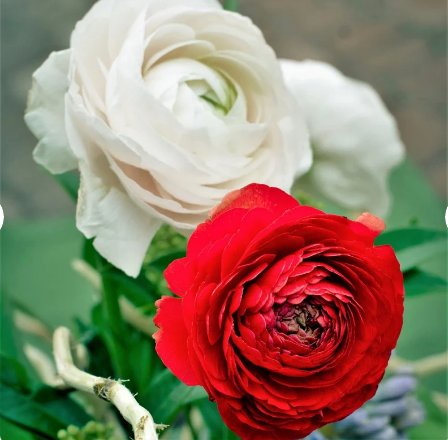 40 Bulbs Plant Flower Ranunculus Tecolote Romance For Garden Or Home