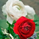 40 Bulbs Plant Flower Ranunculus Tecolote Romance For Garden Or Home