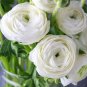 Ranunculus Tecolote Romance 40 Bulbs Plant Flower For Garden Or Home