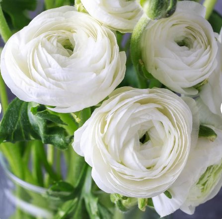 Tecolote Romance 80 Bulbs Plant Flower Ranunculus For Garden Or Home