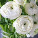 Tecolote Romance 80 Bulbs Plant Flower Ranunculus For Garden Or Home