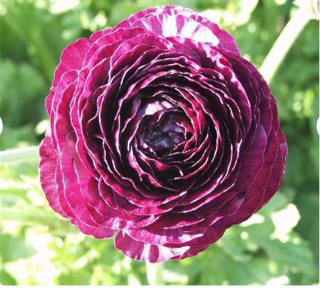 20 Bulbs Ranunculus Tecolote Purple Plant Flower For Garden Or Home