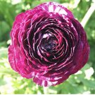 20 Bulbs Ranunculus Tecolote Purple Plant Flower For Garden Or Home