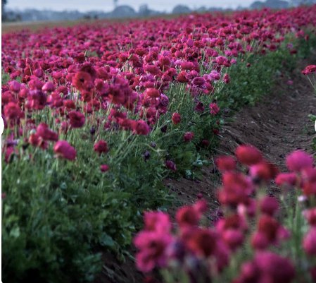 40 Bulbs Ranunculus Tecolote Purple Plant Flower For Garden Or Home