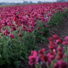 40 Bulbs Ranunculus Tecolote Purple Plant Flower For Garden Or Home