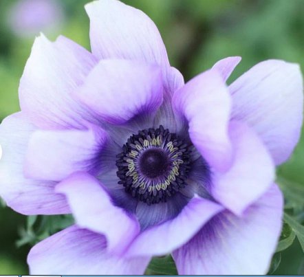 10 Bulbs Italian Anemone Mistral Plus Azzurro Plant Flower For Garden Or Home