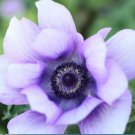 10 Bulbs Italian Anemone Mistral Plus Azzurro Plant Flower For Garden Or Home