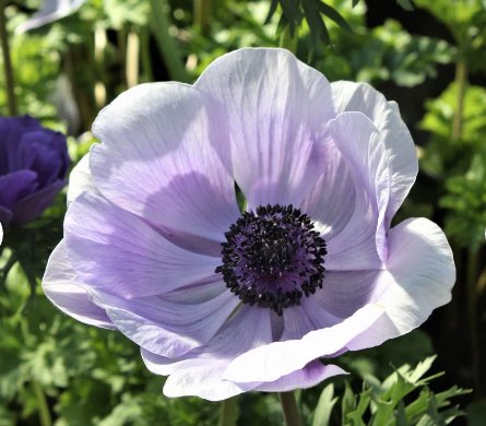 Anemone Mistral Plus Azzurro Plant Flower 20 Bulbs Italian For Garden Or Home