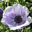 Anemone Mistral Plus Azzurro Plant Flower 20 Bulbs Italian For Garden Or Home