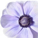 Plant Flower 40 Bulbs Italian Anemone Mistral Plus Azzurro For Garden Or Home