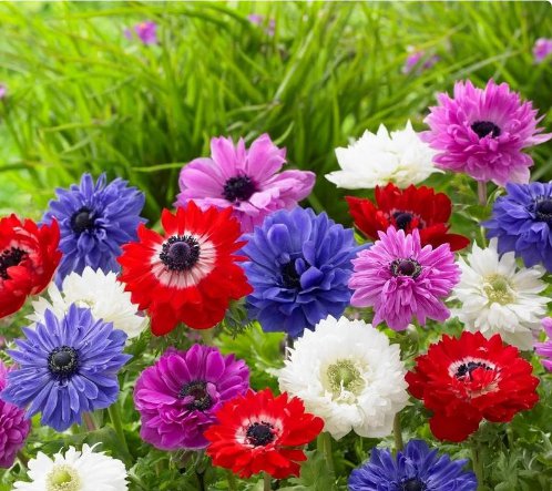 Plant Flower 20 Bulbs Anemone St. Brigid Mix For Garden Or Home