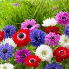 Plant Flower 20 Bulbs Anemone St. Brigid Mix For Garden Or Home