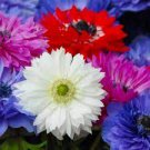 40 Bulbs Anemone St. Brigid Mix Plant Flower For Garden Or Home
