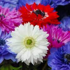 40 Bulbs Anemone St. Brigid Mix Plant Flower For Garden Or Home