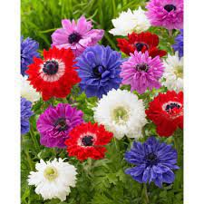 Anemone St. Brigid Mix Plant Flower 80 Bulbs For Garden Or Home