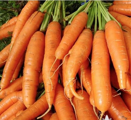 Vegetable 600 Seeds Little Finger Carrot Seeds