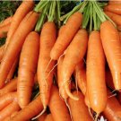 Vegetable 600 Seeds Little Finger Carrot Seeds