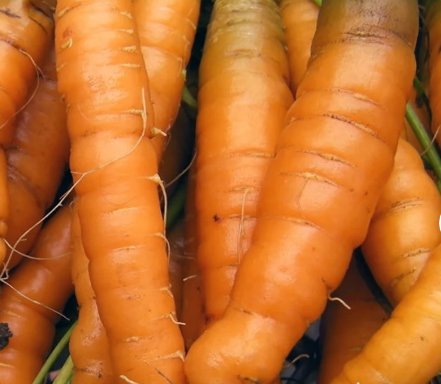 Little Finger Carrot Seeds Vegetable 1200 Seeds